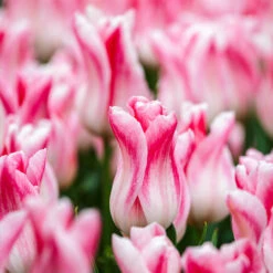 Tulip Pink Bouquet Collection Tulip Pink Bouquet Collection -Plant Flower Store Tulip Pink Bouquet Collection 1021426 4 63257.1654850090