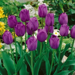 Tulip Pink Bouquet Collection Tulip Pink Bouquet Collection -Plant Flower Store Tulip Pink Bouquet Collection 1021426 5 56364.1654850090