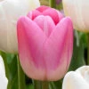 Tulip Pink Clearwater Tulipa Pink Clearwater -Plant Flower Store Tulip Pink Clearwater 0007258 01706.1629188527