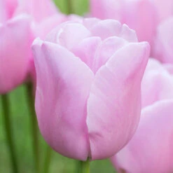 Tulip Pink Diamond Tulipa