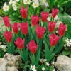 Tulip Pink Dwarf Tulip Pink Dwarf 11-12cm -Plant Flower Store Tulip Pink Dwarf 11 12cm 0003789 79466.1654858230
