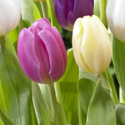 Tulip Pink Flag (Saver Sized Bulbs) Tulipa Pink Flag -Plant Flower Store Tulip Pink Flag 10 11cm 0005940 3 99868.1623343666