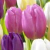 Tulip Pink Flag (Saver Sized Bulbs) Tulipa Pink Flag -Plant Flower Store Tulip Pink Flag 10 11cm 0005940 53720.1623343665