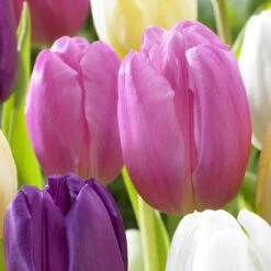Tulip Pink Flag (Saver Sized Bulbs) Tulipa Pink Flag