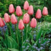 Tulip Pink Impression Tulipa -Plant Flower Store Tulip Pink Impression 11 12cm 0002620 87172.1628092263