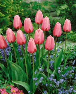 Tulip Pink Impression Tulipa