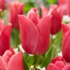 Tulip Pink Jimmy Triumph Tulip 'Pink Jimmy' -Plant Flower Store Tulip Pink Jimmy 0014710 01650.1687861455