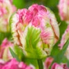 Tulip Pink Vision Tulip Pink Vision -Plant Flower Store Tulip Pink Vision 11 12cm 0008540 2 42578.1654872028