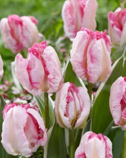Tulip Pink Vision Tulip Pink Vision -Plant Flower Store Tulip Pink Vision 11 12cm 0008540 70916.1654872027