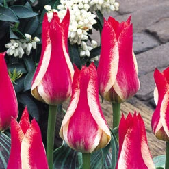 Tulip Pinocchio 10/11cm Tulipa -Plant Flower Store Tulip Pinocchio 0002776 3 64162.1661509004