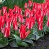 Tulip Pinocchio 10/11cm Tulipa 2 Tulip Pinocchio 10/11cm Tulipa -Plant Flower Store Tulip Pinocchio 0002776 4 58960.1661509005