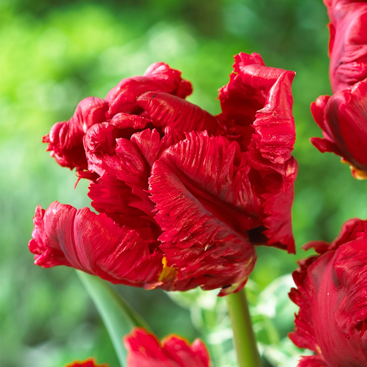Tulip Pioneer 11/12cm Tulipa 4 Tulip Pioneer 11/12cm Tulipa - Image 2