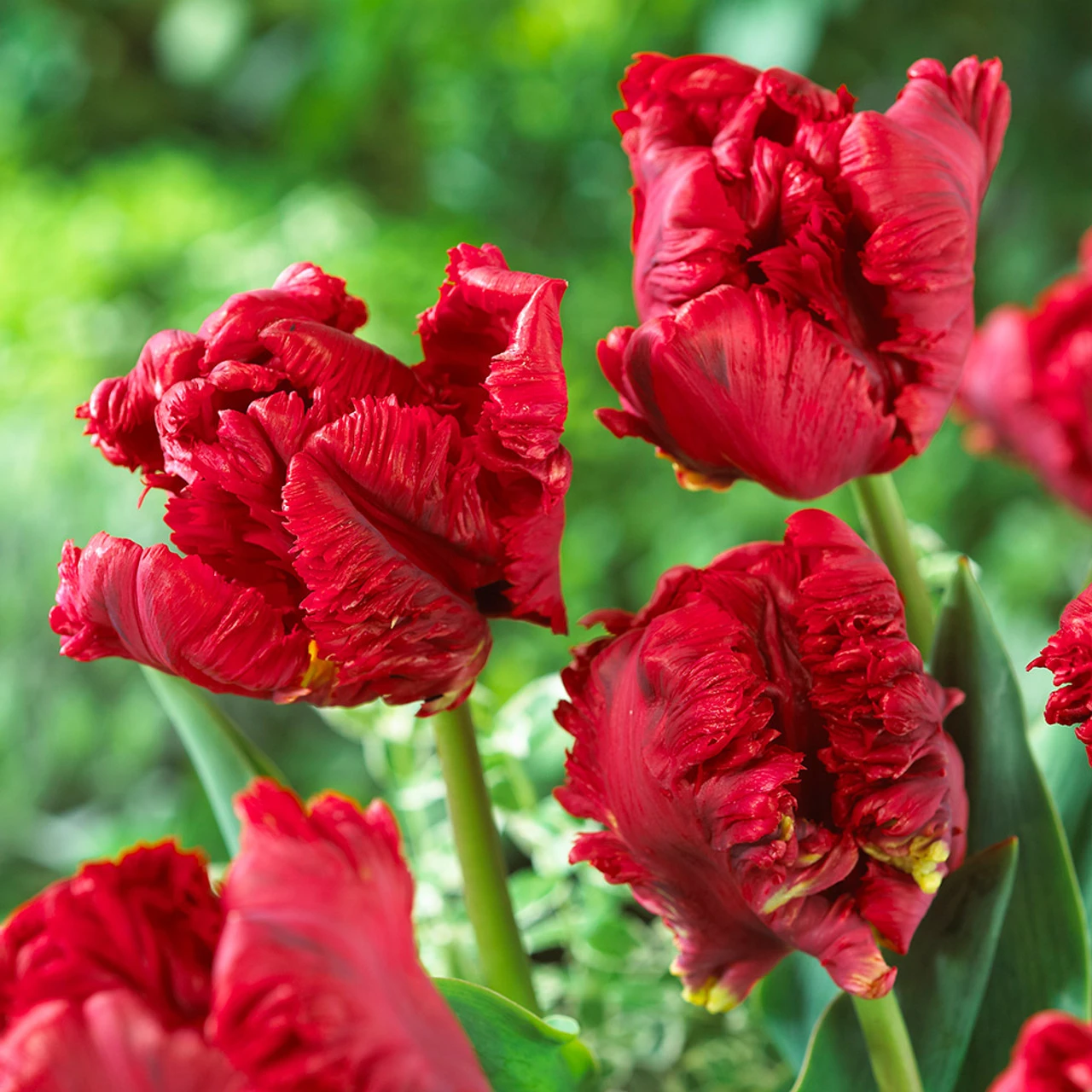 Tulip Pioneer 11/12cm Tulipa 3 Tulip Pioneer 11/12cm Tulipa