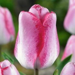 Tulip Playgirl Tulipa -Plant Flower Store Tulip Playgirl 0013559 2 64134.1654678155