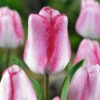 Tulip Playgirl Tulipa 2 Tulip Playgirl Tulipa -Plant Flower Store Tulip Playgirl 0013559 42014.1654678155