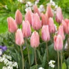 Tulip Poco Loco 1 Tulip Poco Loco -Plant Flower Store Tulip Poco Loco 0007237 99097.1655126264