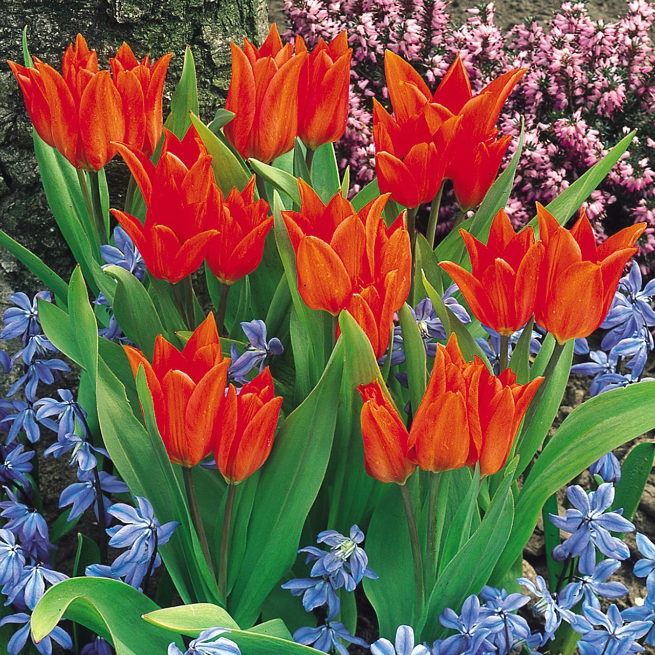 Tulip Praestans Fusilier (Saver Sized Bulbs) Tulip Praestans Fusilier 10-11cm 4 Tulip Praestans Fusilier (Saver Sized Bulbs) Tulip Praestans Fusilier 10-11cm - Image 2