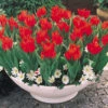 Tulip Praestans Fusilier (Saver Sized Bulbs) Tulip Praestans Fusilier 10-11cm -Plant Flower Store Tulip Praestans Fusilier 0000884 58757.1638545585