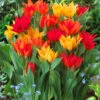 Tulip Praestans Mixed -Plant Flower Store Tulip Praestans Mixed 0007233 32455.1623343763