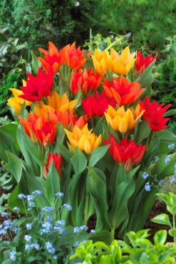 Tulip Praestans Mixed