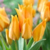 Tulip Praestans Shogun -Plant Flower Store Tulip Praestans Shogun 10 11cm 0007230 65009.1623343761