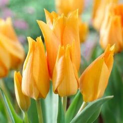 Tulip Praestans Shogun 9/10cm Tulipa