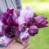 Tulip Precious Purple Bouquet Mix -Plant Flower Store Tulip Precious Purple Bouquet Mix 0014729 91734.1694162295
