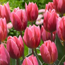 Tulip Pretty Princess -Plant Flower Store Tulip Pretty Princess 11 12cm 0009133 2 35372.1655117683
