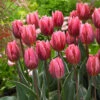 Tulip Pretty Princess -Plant Flower Store Tulip Pretty Princess 11 12cm 0009133 42301.1655117683