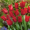 Tulip Pretty Woman Tulipa -Plant Flower Store Tulip Pretty Woman 0003878 20676.1628511921