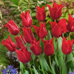 Tulip Pretty Woman Tulipa