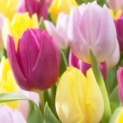 Tulip Prince Mixed (Saver Sized Bulbs) Tulip Prince Mixed 10-11cm -Plant Flower Store Tulip Prince Mix 0005962 2 53639.1654682690