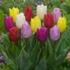 Tulip Prince Mixed (Saver Sized Bulbs) Tulip Prince Mixed 10-11cm 2 Tulip Prince Mixed (Saver Sized Bulbs) Tulip Prince Mixed 10-11cm -Plant Flower Store Tulip Prince Mix 0005962 72168.1654682691