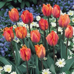 Tulip Princess Irene Tulipa -Plant Flower Store Tulip Princess Irene 0002956 3 47718.1655379671