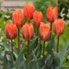 Tulip Princess Irene Tulipa -Plant Flower Store Tulip Princess Irene 0002956 10198.1693553923