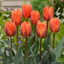 Tulip Princess Irene Tulipa