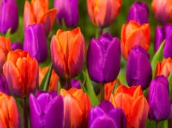 Tulip Princess Irene (Saver Sized Bulbs) Tulipa -Plant Flower Store Tulip Princess Irene 10 11cm 0000832 2 19305.1655379713