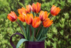 Tulip Princess Irene Tulipa -Plant Flower Store Tulip Princess Irene 11 12cm 0002956 2 56912.1655379671