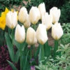 Tulip Purissima Tulipa -Plant Flower Store Tulip Purissima 0002722 85036.1628521268