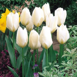 Tulip Purissima Tulipa