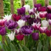 Tulip Purple Blend Mix Tulipa 1 Tulip Purple Blend Mix Tulipa -Plant Flower Store Tulip Purple Blend Mix 11 12cm 0006446 45252.1623344122
