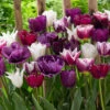 Tulip Purple Blend Mixed 75 Tulip Purple Blend Mixed -Plant Flower Store Tulip Purple Blend Mix 25 Free 0006445 81210.1624365948