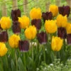 Tulip Purple Crystal Tulip Purple Crystal -Plant Flower Store Tulip Purple Crystal 0007890 2 77143.1687939546