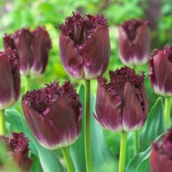 Tulip Purple Crystal Tulip Purple Crystal -Plant Flower Store Tulip Purple Crystal 0007890 96930.1687939546
