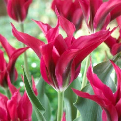 Tulip Purple Doll/Dolls Minuet Collection -Plant Flower Store Tulip Purple Doll Dolls Minuet Collection 11 12cm 1022242 2 76539.1691764732