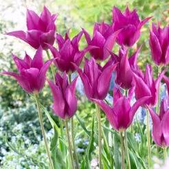 Tulip Purple Dream (Saver Sized Bulbs) Tulipa -Plant Flower Store Tulip Purple Dream 0005894 3 33067.1629189129