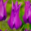 Tulip Purple Dream (Saver Sized Bulbs) Tulipa 2 Tulip Purple Dream (Saver Sized Bulbs) Tulipa -Plant Flower Store Tulip Purple Dream 0005894 44288.1657630341