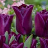 Tulip Purple Dwarf Tulip Purple Dwarf 11-12cm -Plant Flower Store Tulip Purple Dwarf 0013653 00396.1624437360