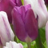 Tulip Purple Flag