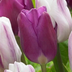 Tulip Purple Flag